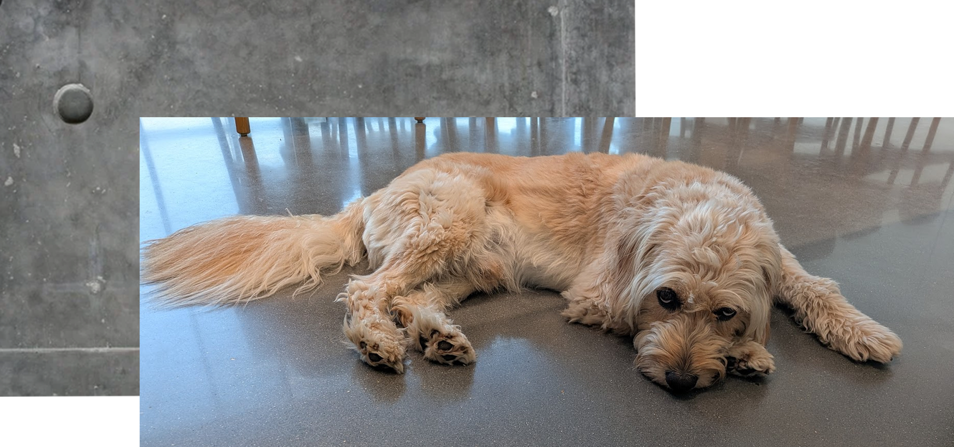 hunde på kontoret